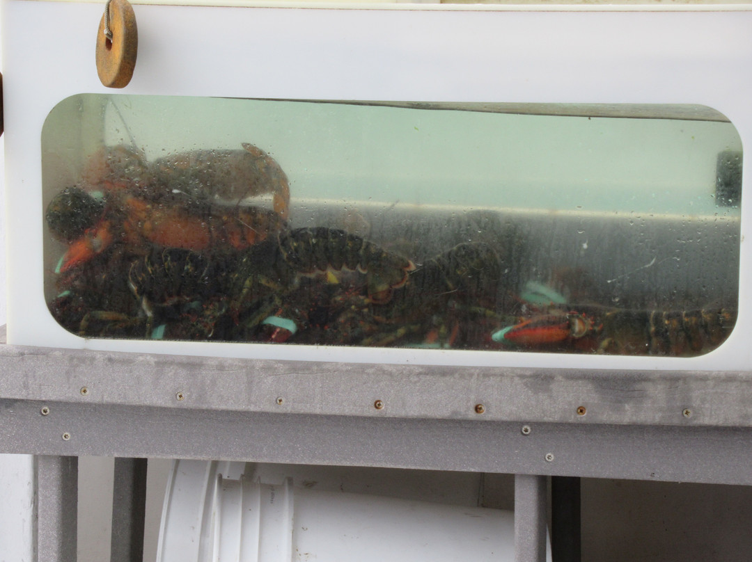 Lucky Catch Cruises-波特兰必去景点