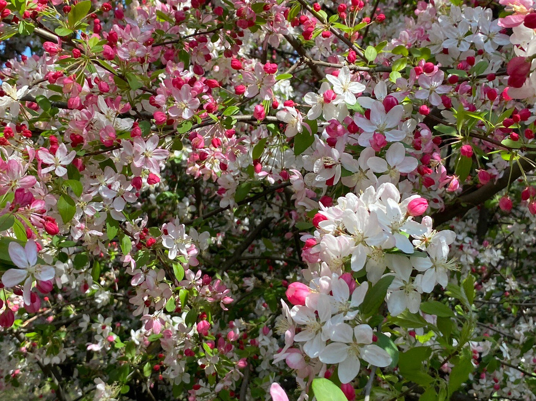 Wild Meadows Garden Little Hartley Nsw-Little Hartley必去景点
