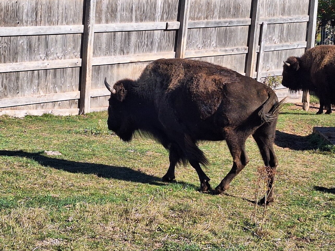 Buffaloland Provincial Park-Montague必去景点