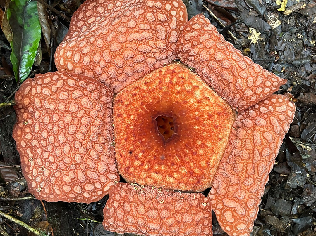 Rudy Ketambe Sumatra Jungle Trekking-Ketambe必去景点