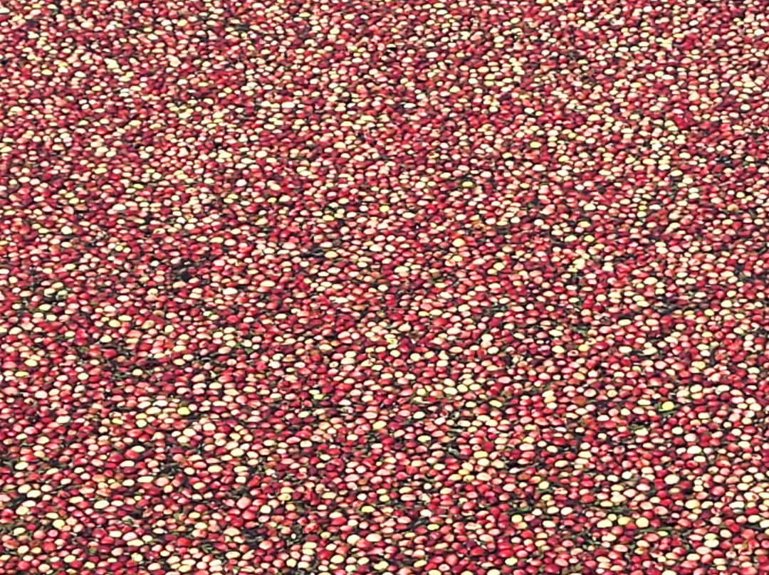 Johnston's Cranberry Marsh & Muskoka Lakes Winery-Bala必去景点