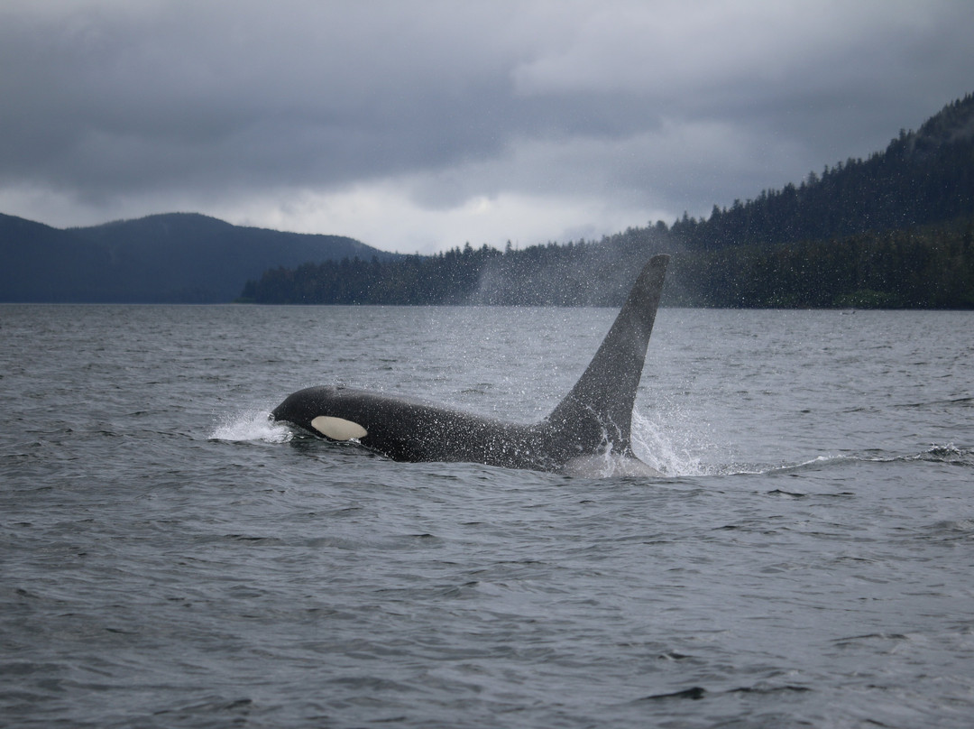 Redsky Wildlife Adventures-Klawock必去景点