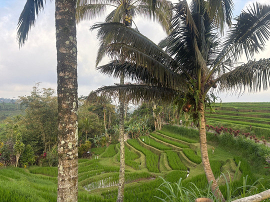 Guide Francais BALI ( Yanik FBALI)-乌布必去景点