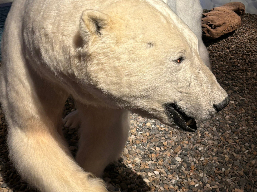Svalbard Experts-朗伊尔城必去景点