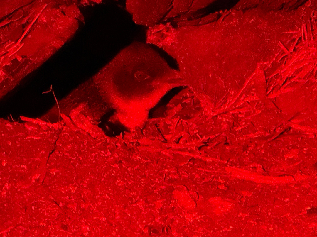 比奇诺观企鹅之旅-比奇诺必去景点