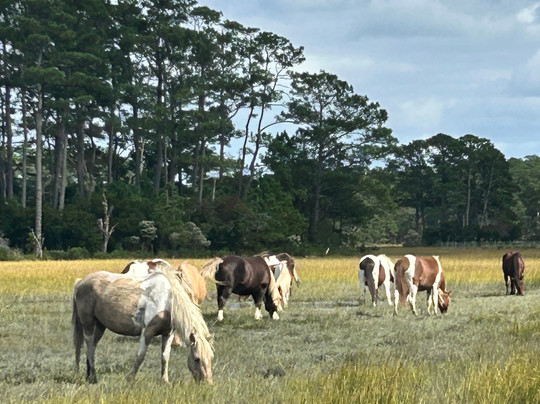 Chincoteague Island Adventures-钦科蒂格岛必去景点