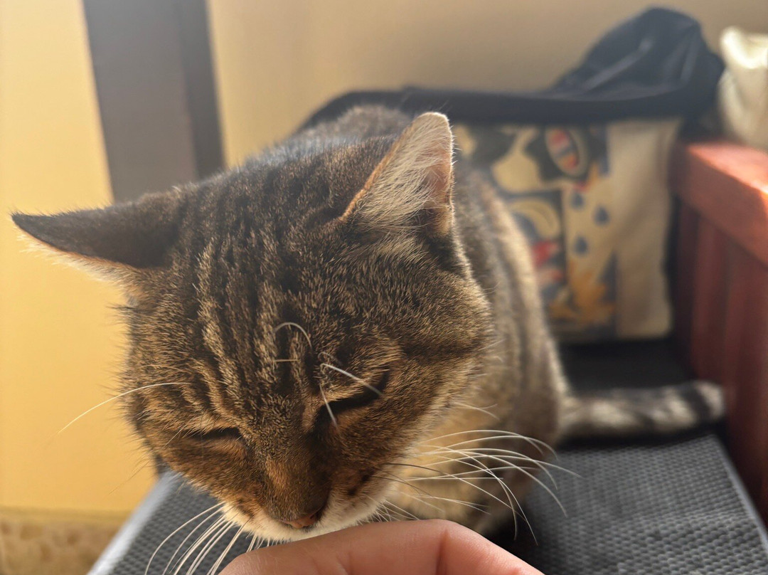 Iris Bar-阿雷克斯必去景点