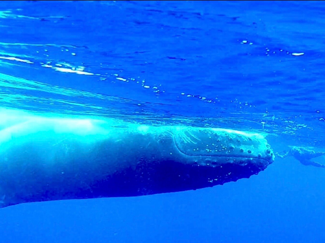 Kiko's Swim with Whales Tours-'Eua Island必去景点