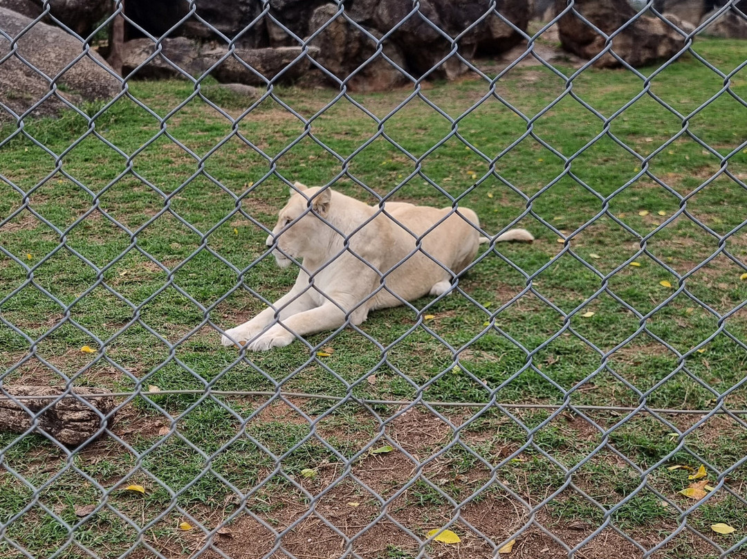 Pumbaa Wildpark And Accommodation-尼斯普鲁特必去景点