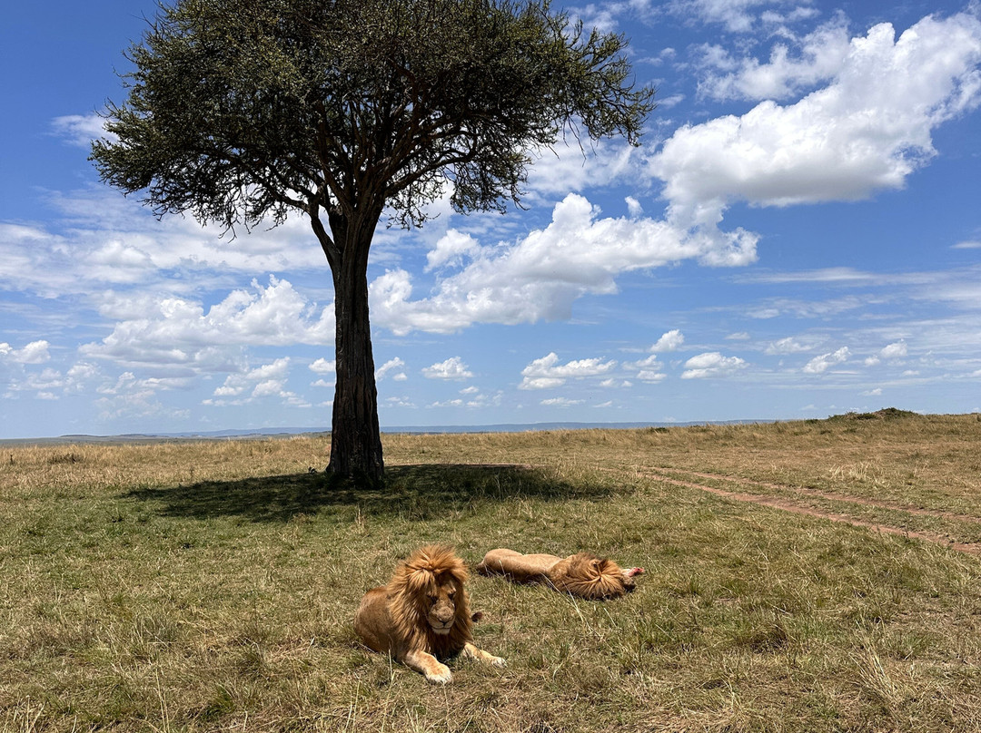 Seremara Safaris-Karen必去景点