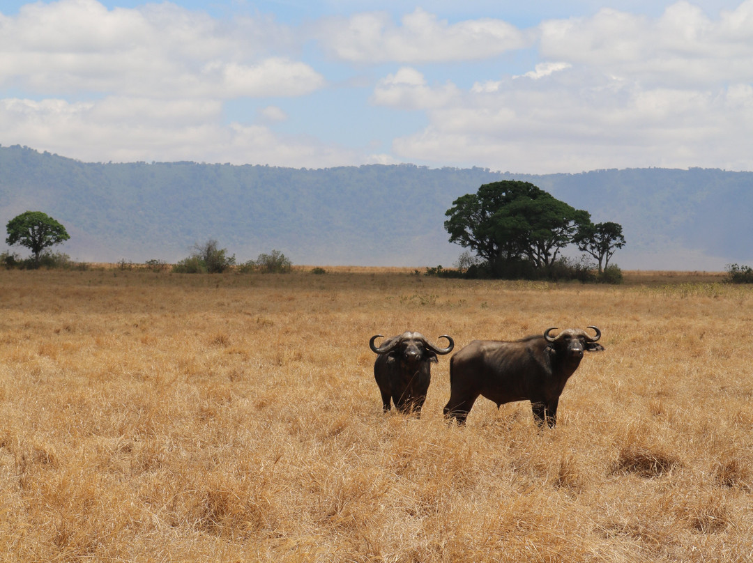 Shrike Safaris-姆万扎必去景点