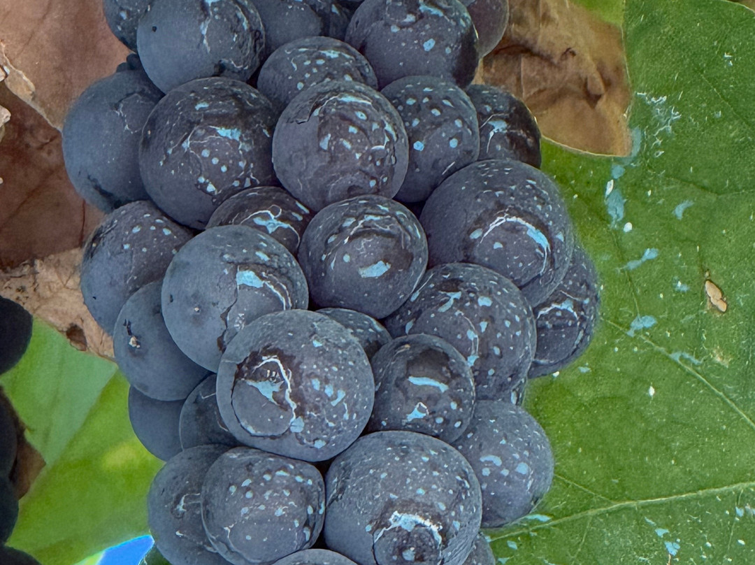 Quinta da Fonte do Milho-Provesende必去景点