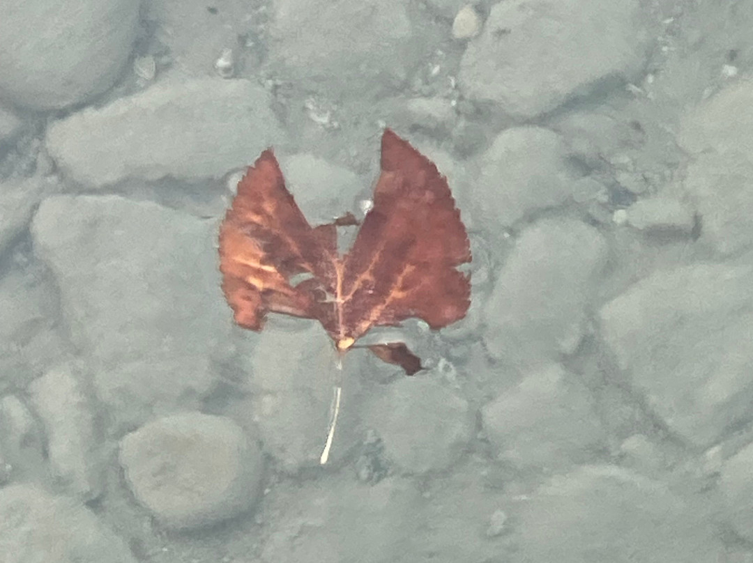 Torch Lake Bed & Breakfast主图