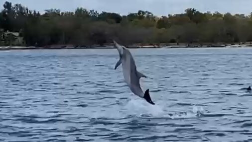 Dream Dolphin-黑河必去景点