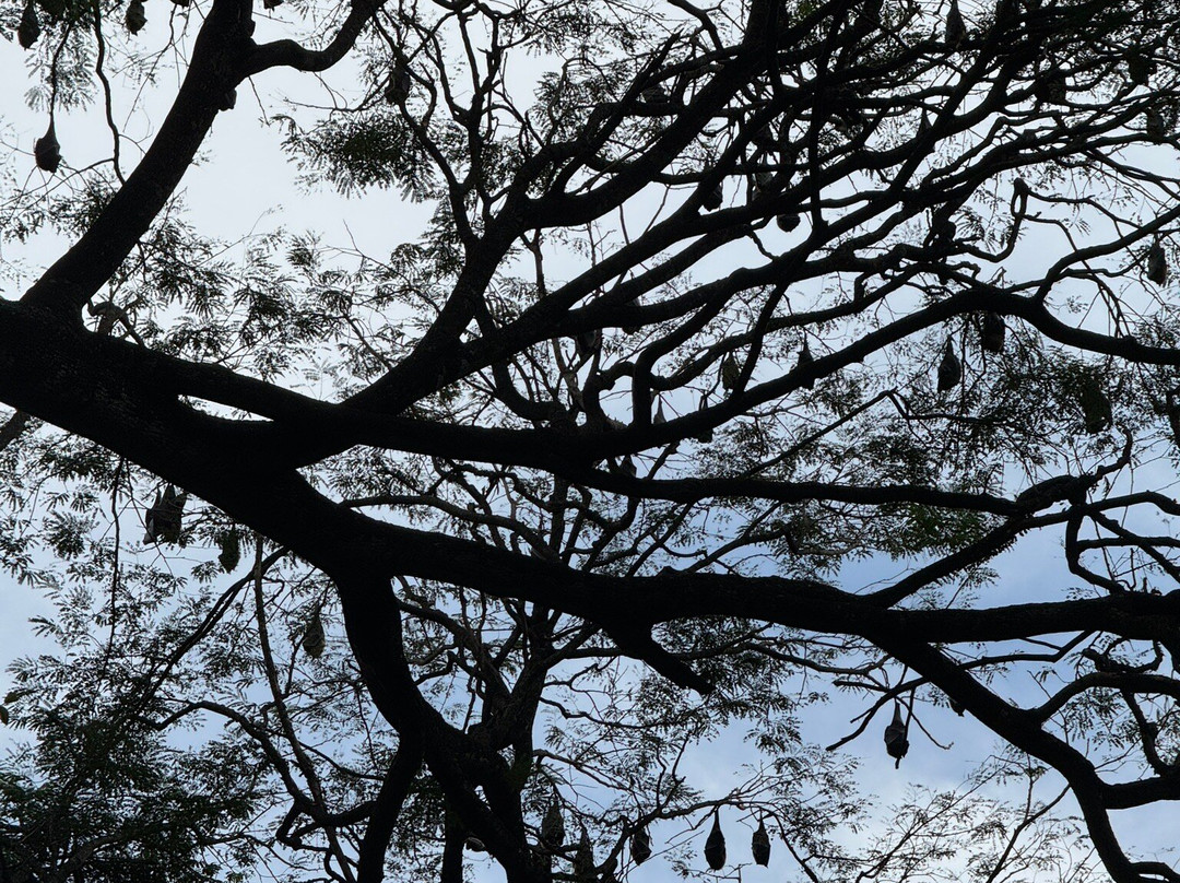 Sri Lanka Transfers-康提必去景点