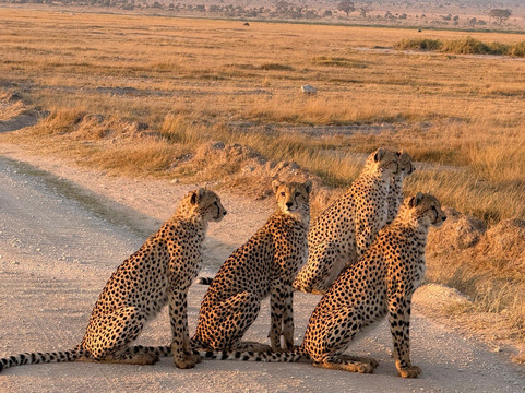 Assured Safaris-内罗毕必去景点