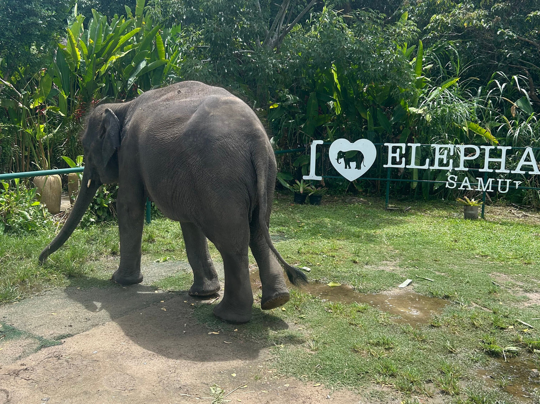 I Love Elephant Samui-Na Mueang必去景点