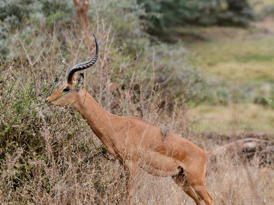 Safari Kenya Con Shakur-瓦塔木必去景点