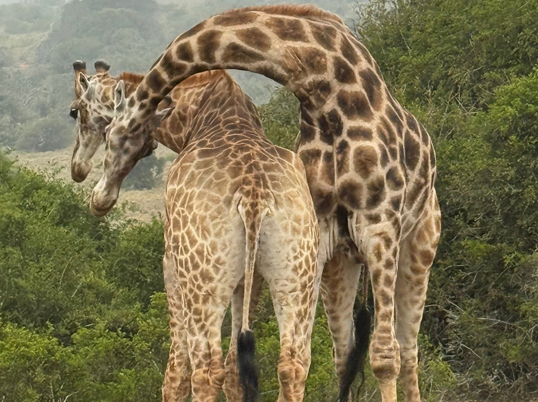 Schotia Tooth and Claw Safari-Addo Elephant National Park必去景点