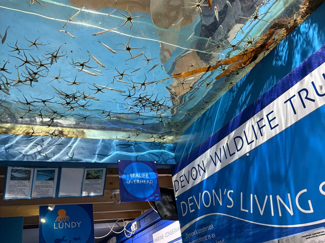 Ilfracombe Aquarium-伊尔弗勒科姆必去景点