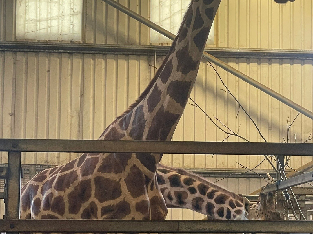 Paignton Zoo Environmental Park-佩恩顿必去景点