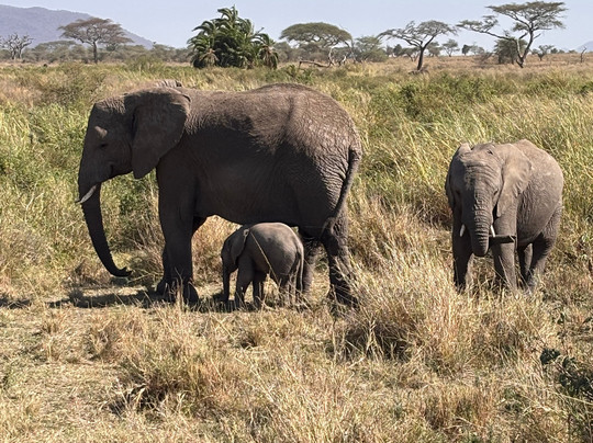 Etro Tours and Safaris-莫西必去景点