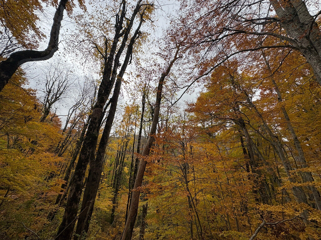 Biogradska Gora-Kolasin Municipality必去景点