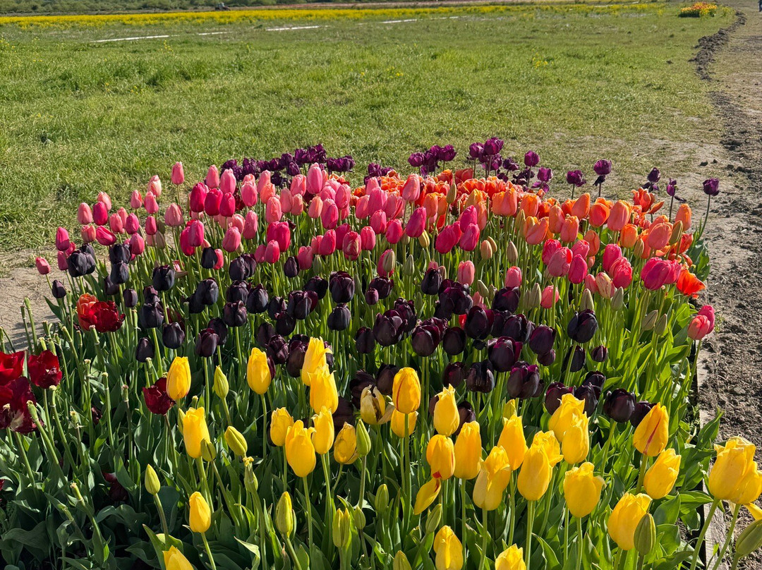 Campo De Tulipanes-Trevelin必去景点