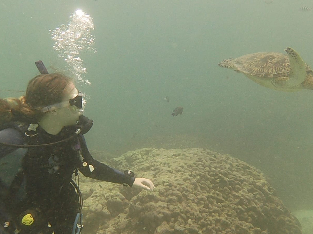 Turtle Dive- and Watersport Center-瓦塔木必去景点