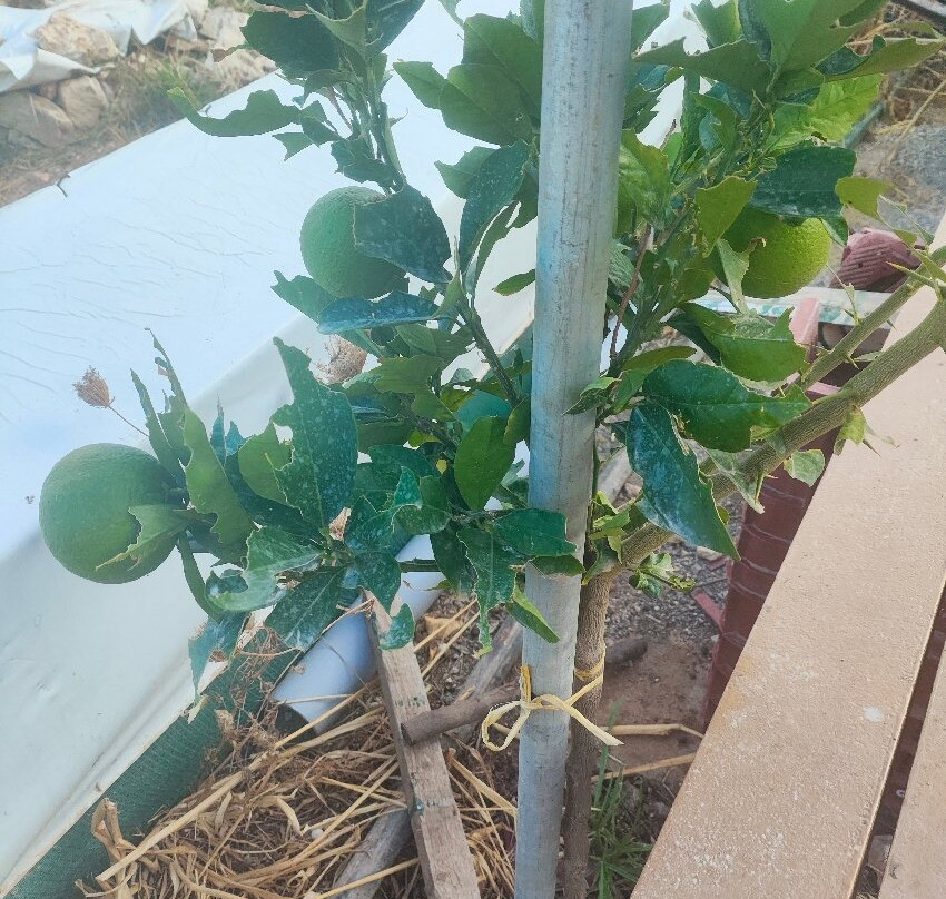 Snail Farm And Fun-Tylissos必去景点