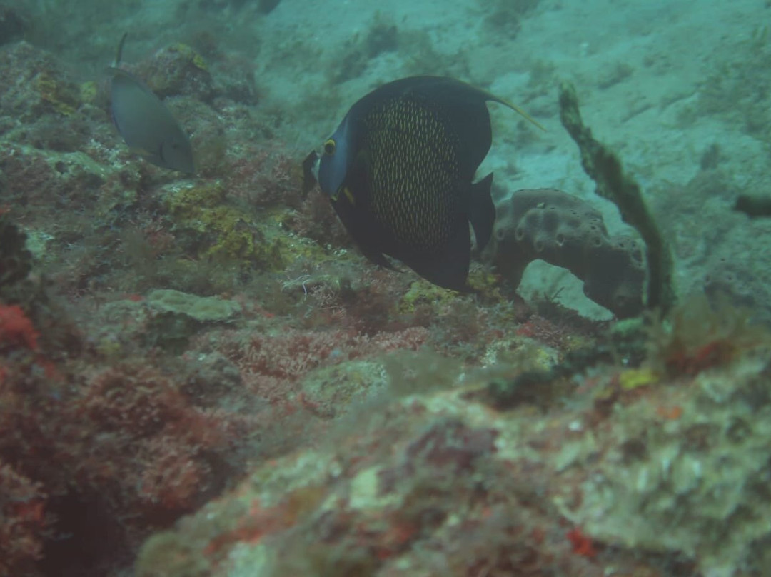 Tropicalsub Diving-Deshaies必去景点