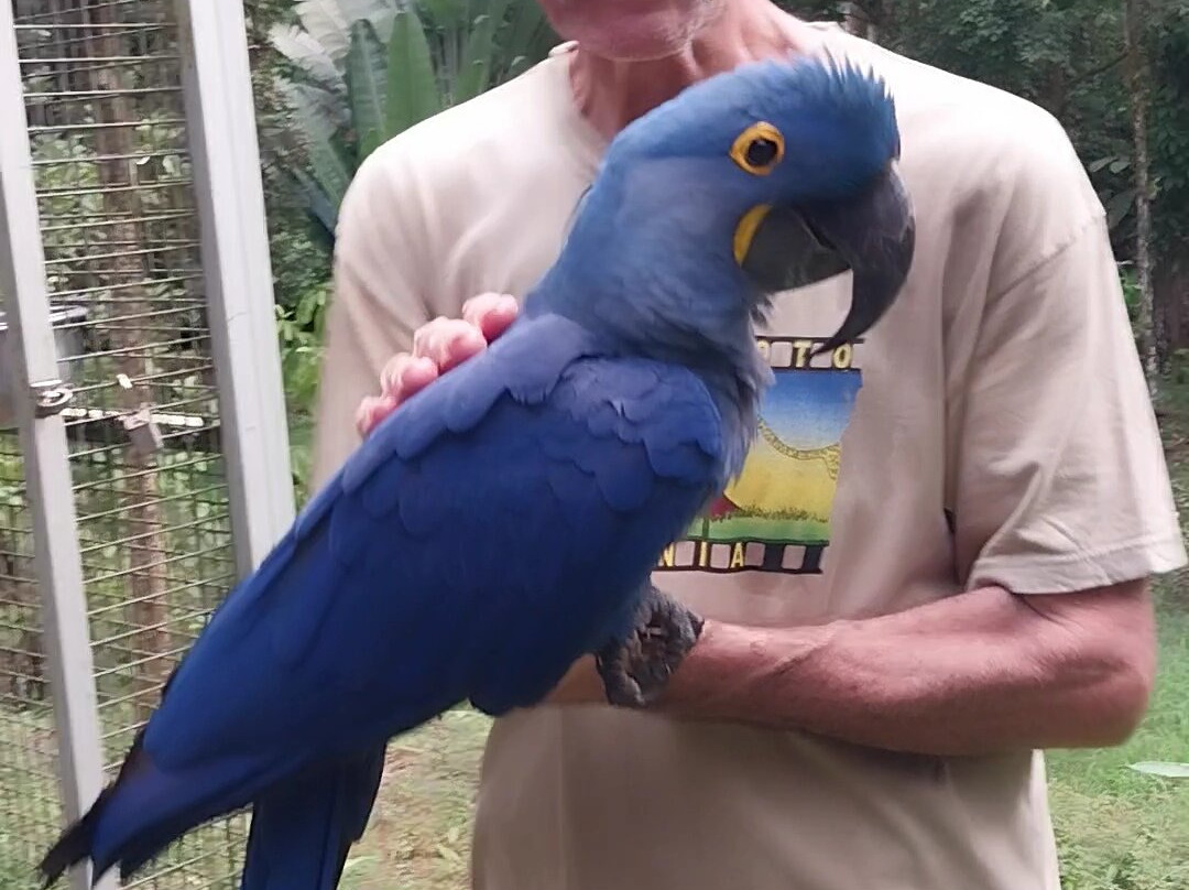 Ave Azul de la Osa-Carate必去景点