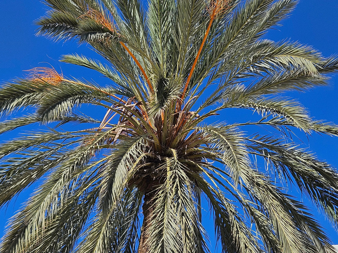 Djerbahood-杰尔巴岛必去景点