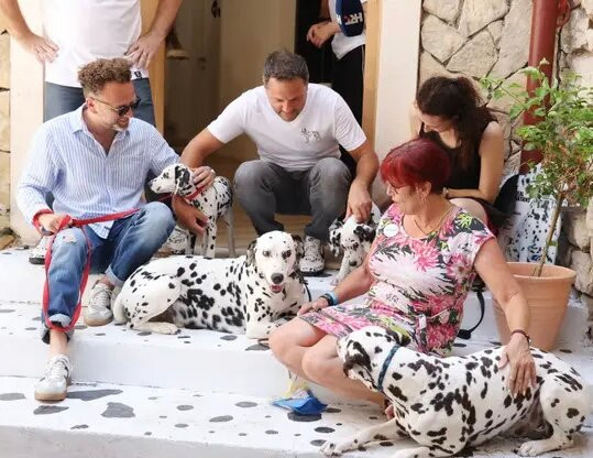 Home Of The Dalmatian Dog