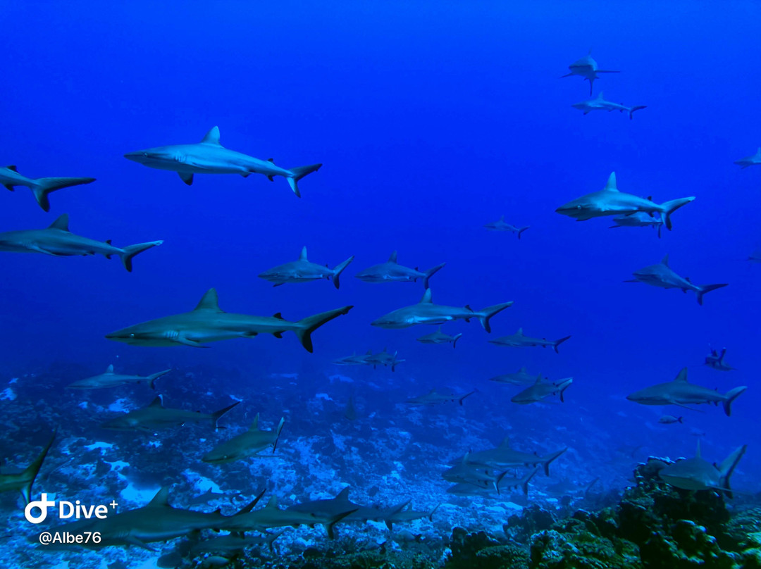 TOPDIVE Fakarava-Fakarava必去景点