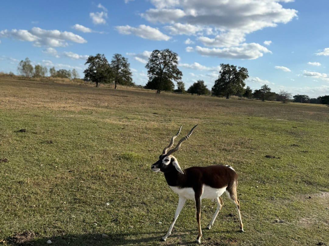 Aggieland Safari-布赖恩必去景点