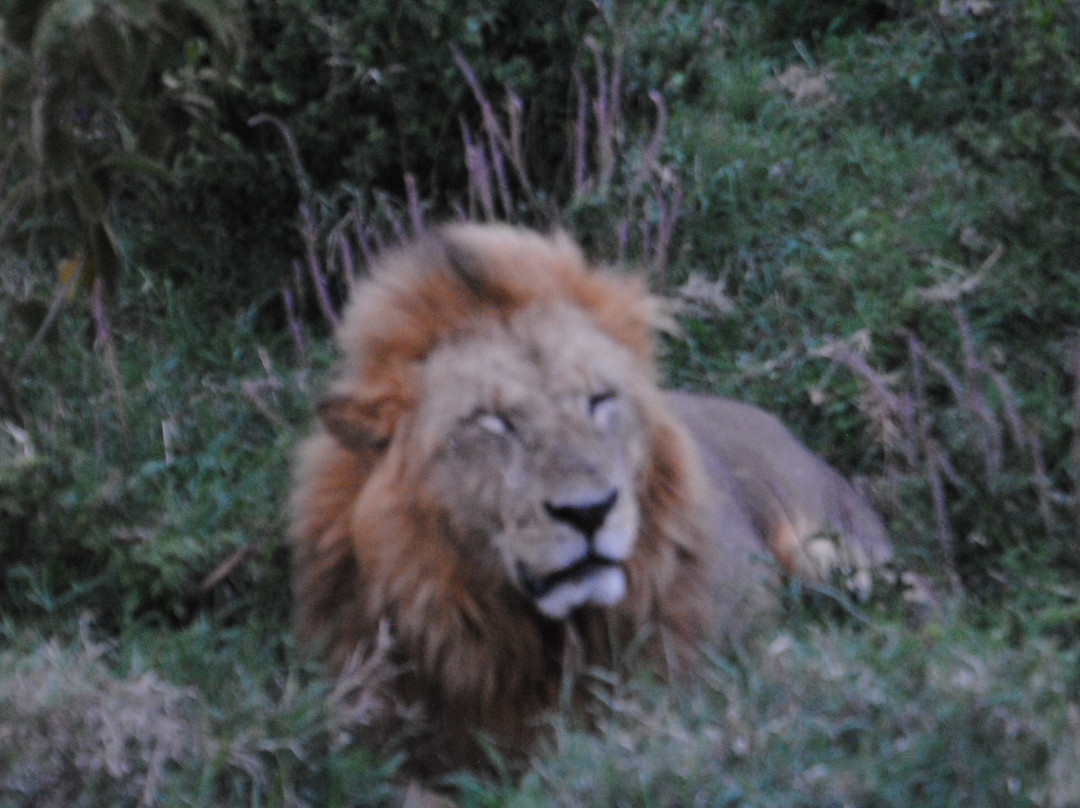 Morningstar Tours and Travel-Syokimau必去景点