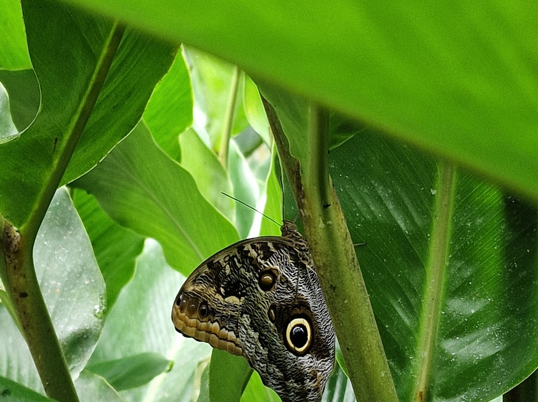 Royal Butterflies-哈科必去景点