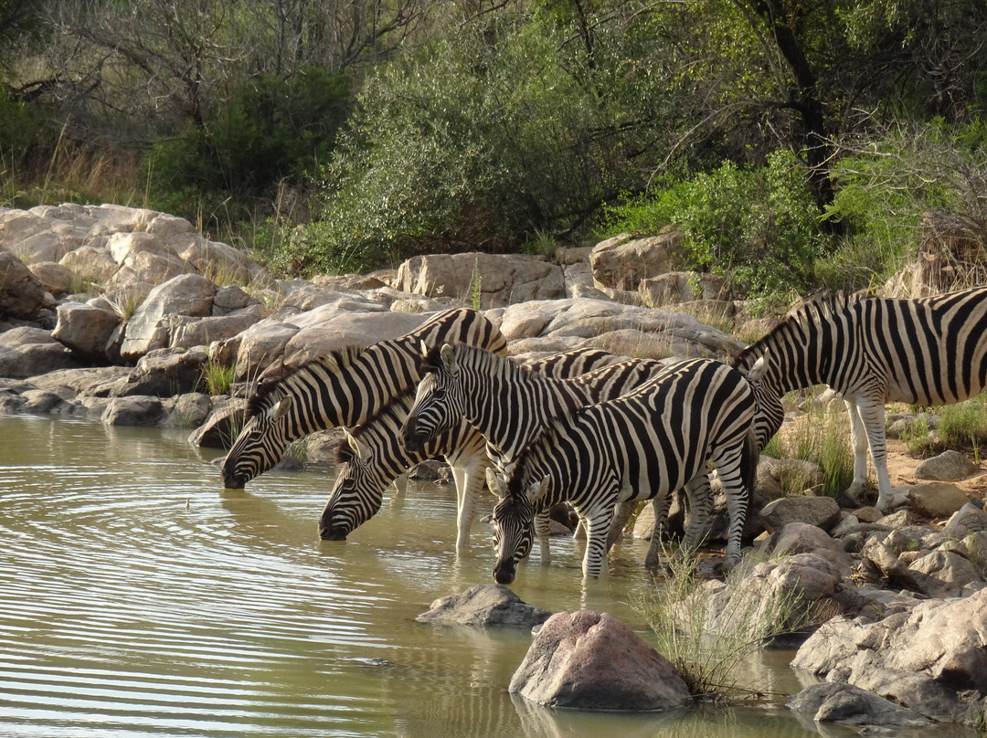 Letamo at Qwabi Private Game Reserve主图