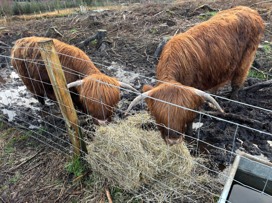 Highland Titles Nature Reserve-Duror必去景点