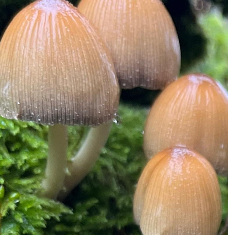 Wild New Forest Guided Tours-利明顿必去景点