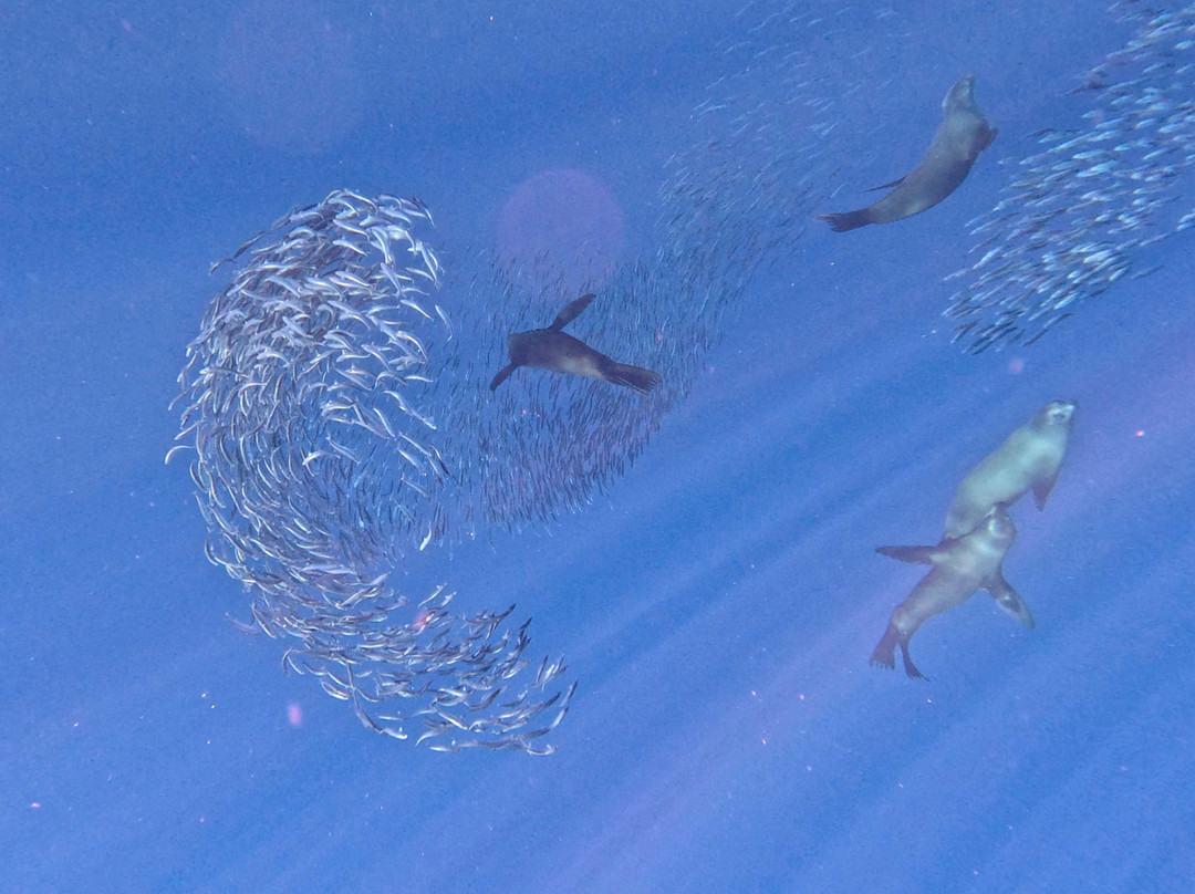 Magbay Seafaris-Puerto San Carlos必去景点