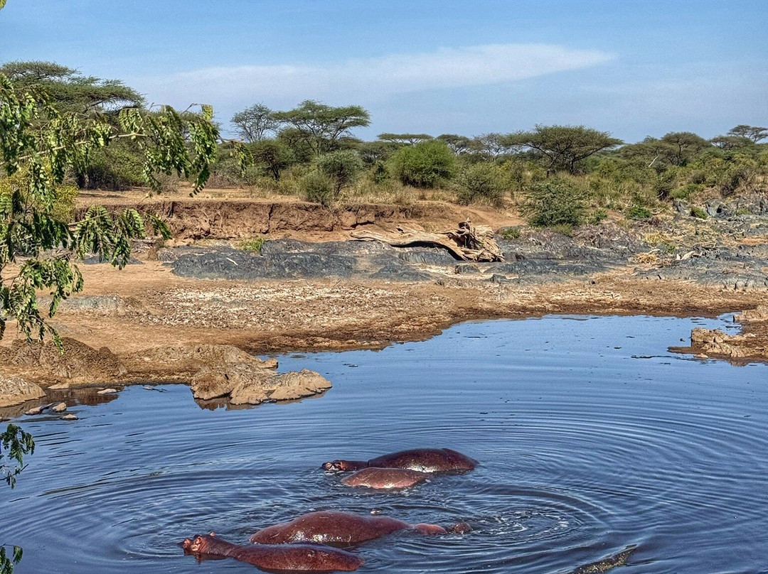 Safari Avventura-阿鲁沙必去景点