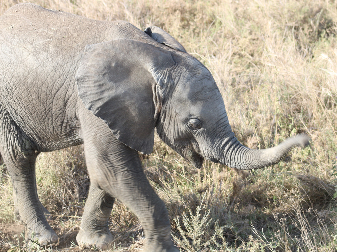 Abroad to Tanzania Safaris Ltd-Usa River必去景点