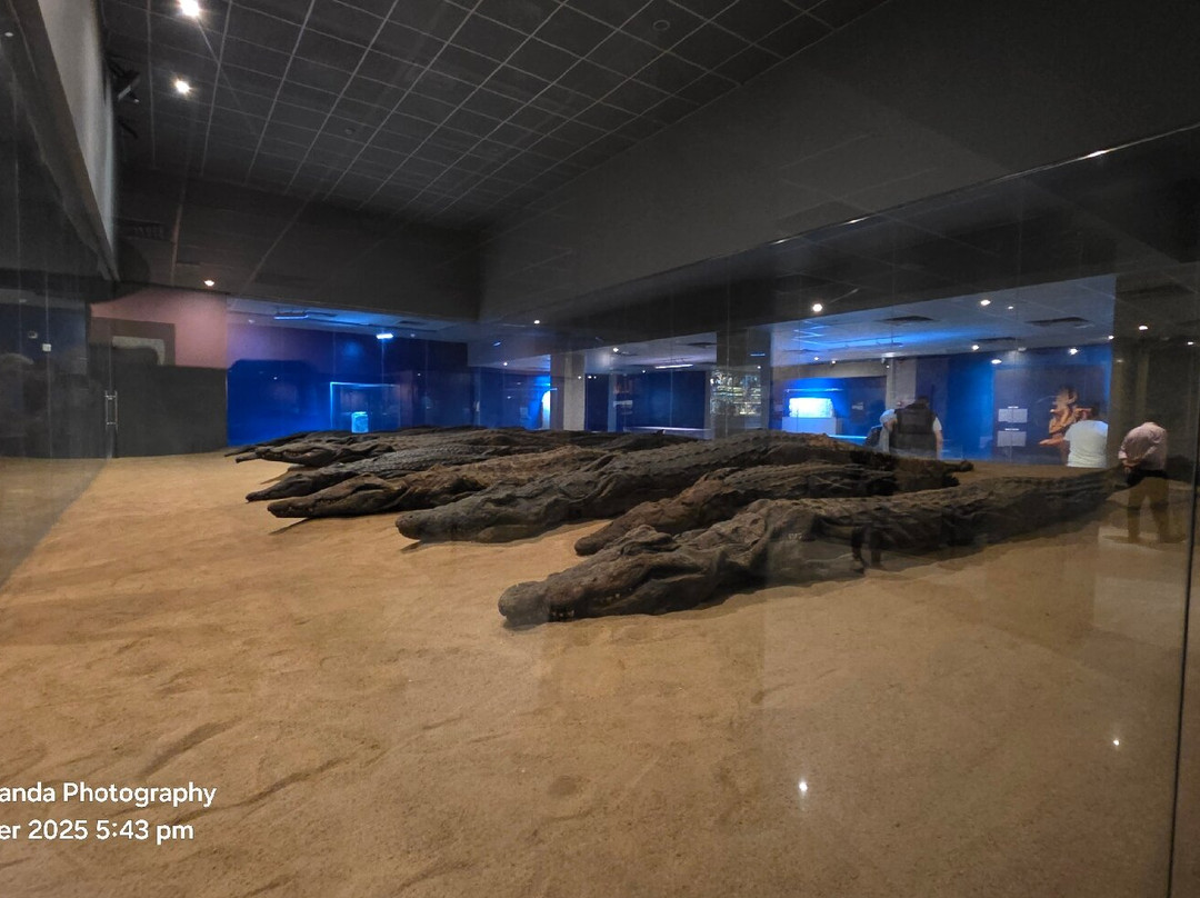 Crocodile Museum-Kom Ombo必去景点