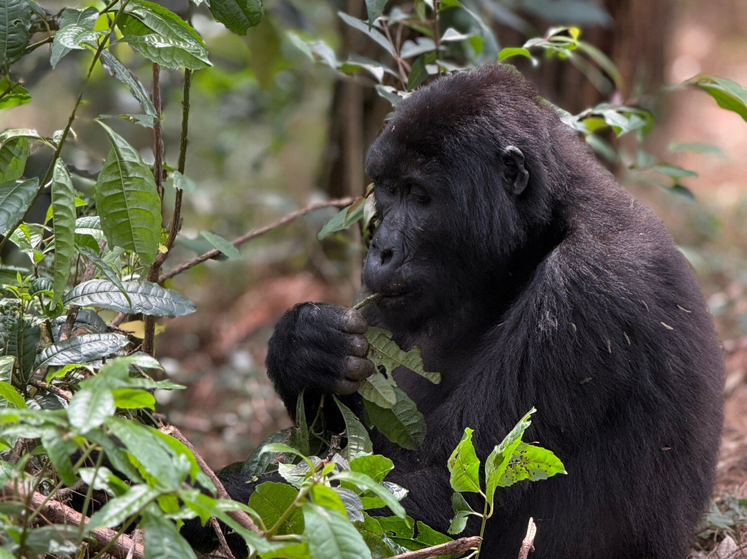 Mamaland Safaris-坎帕拉必去景点