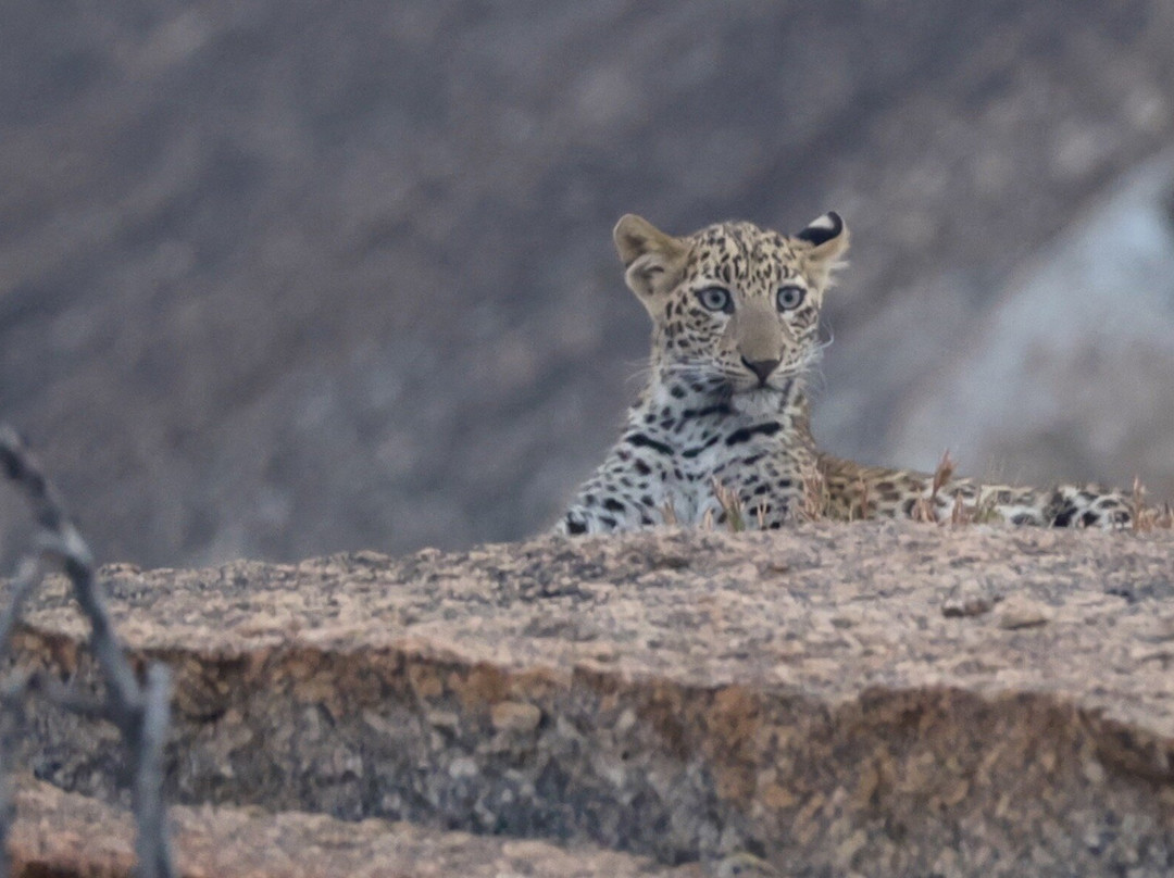 The Wild Cat Eyes-Bera必去景点