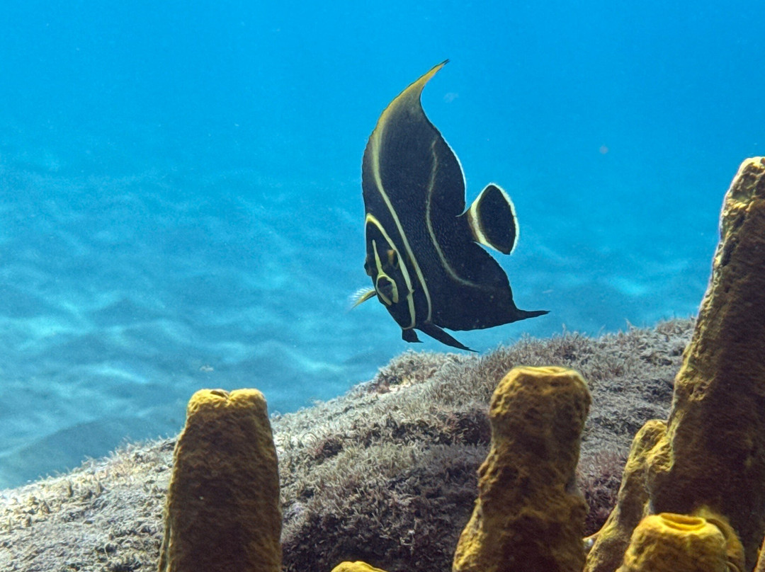 Donny's Watersports-Pointe Michel必去景点