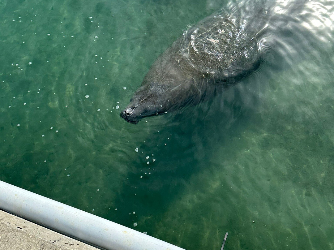 Manatee Lagoon-西棕榈滩必去景点