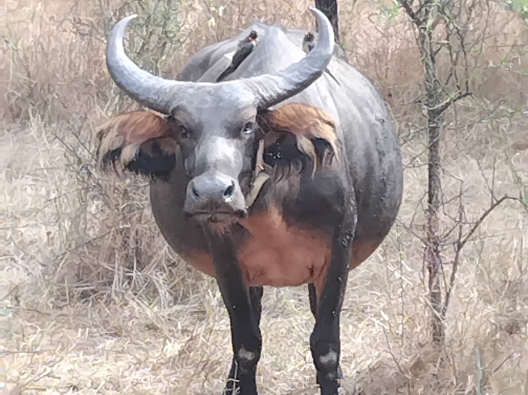 Senegal Voyage-Saly必去景点